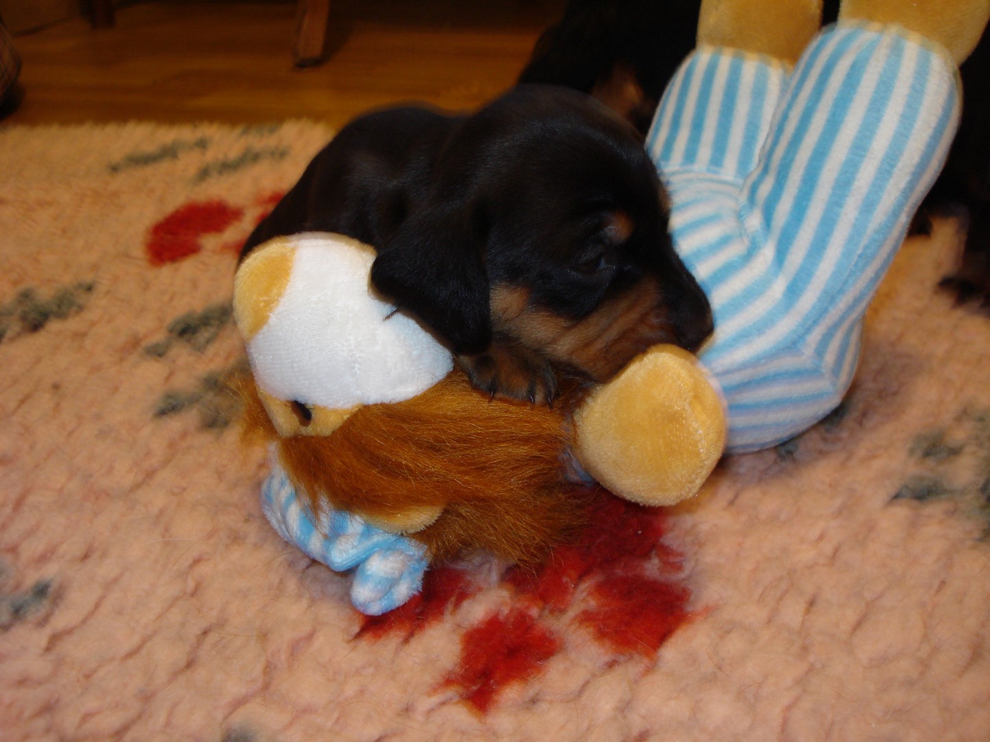 20.3.010  Hünlii wachsen 3 wo alt 015 (Kopie)