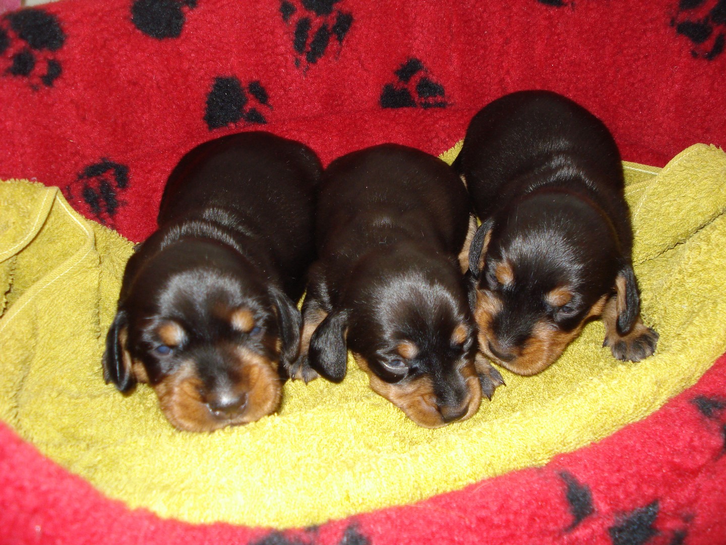 rottis welpen sind nun 12 Tage alt 005 (Kopie)