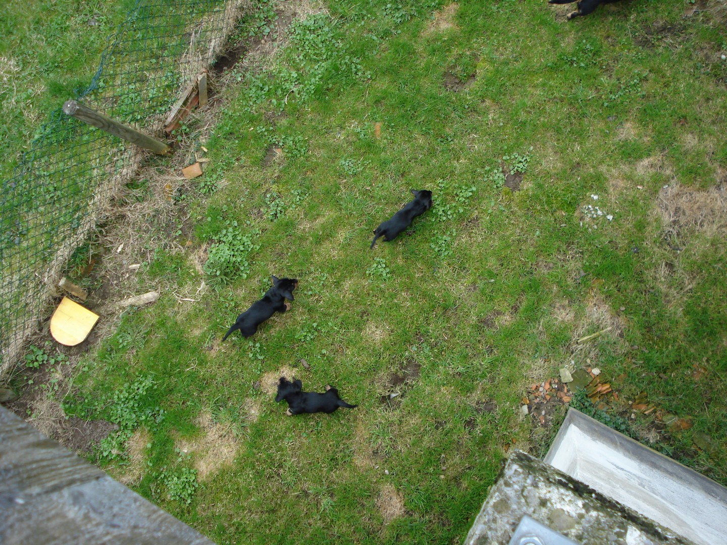 U Wurf 7 Wochen alt 011 (Kopie)