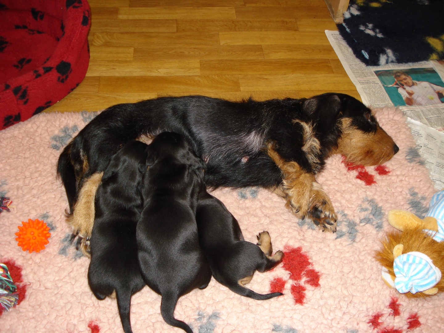 U Wurf 26 Tage alt 017 (Kopie)