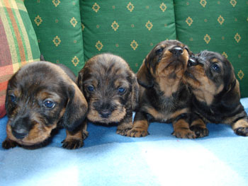 dunja-d-w-lena-ww-wurf-031-