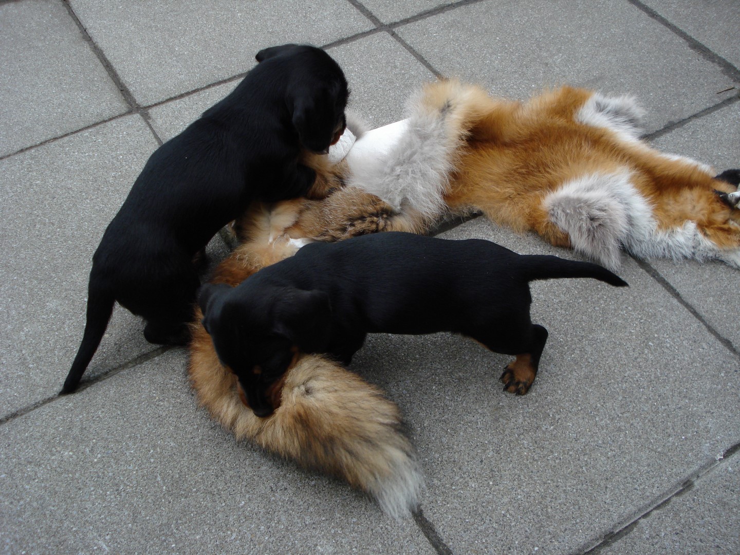 U Wurf 7 Wochen alt 024 (Kopie)