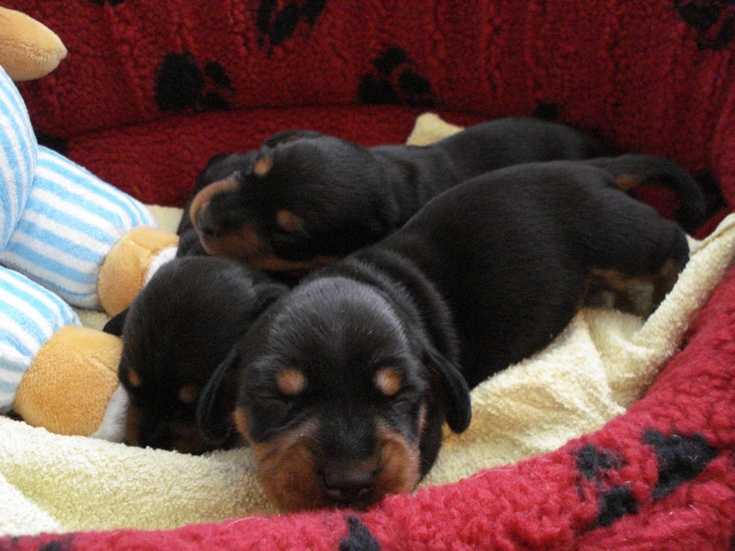 Rottis Welpen Tage alt 003 (Kopie)