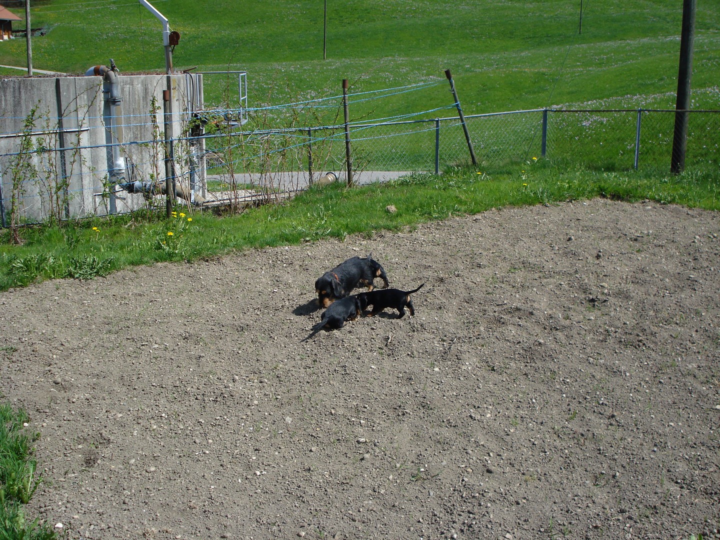 U Wurf 9 Wochen alt 005 (Kopie)