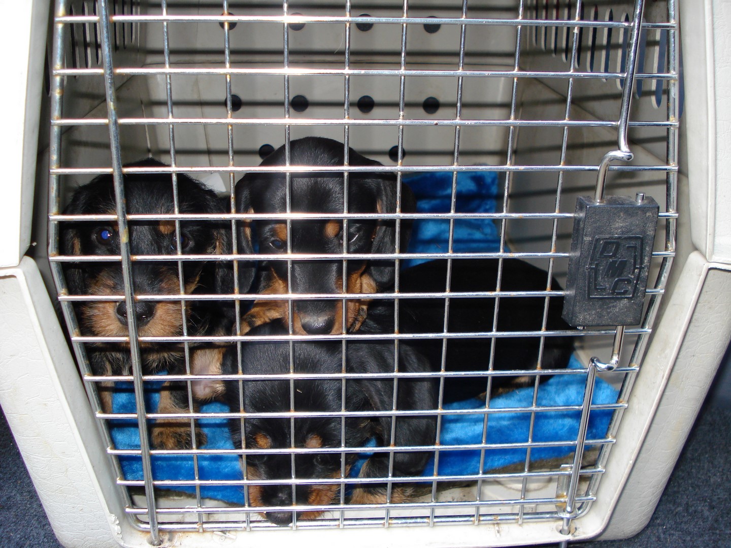 U Wurf  7 Wo alt im Revier Romooos 048 (Kopie)