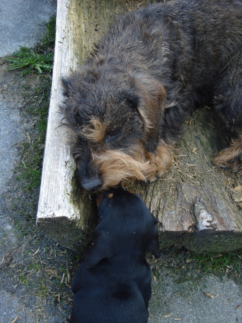 U Wurf 6 Wochen alt 017 (Kopie)