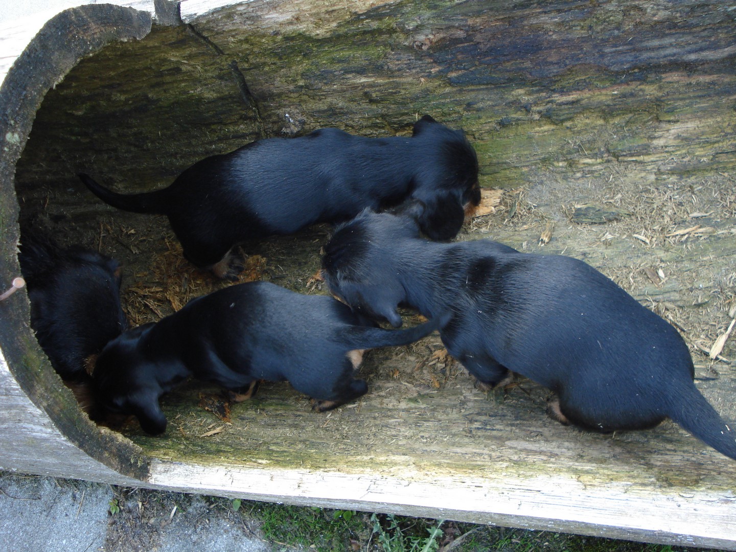 U Wurf 6 Wochen alt 008 (Kopie)