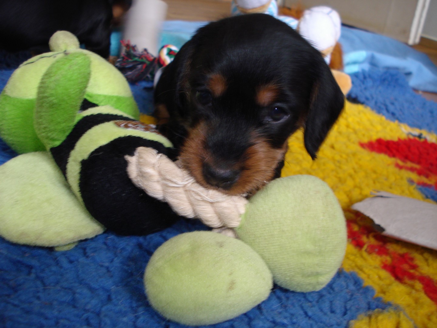 U Wurf in der 4 Woche beim spielen 013 (Kopie)