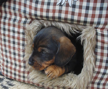 Xirbels C Wurf 5 Wo alt 19.4.15 016