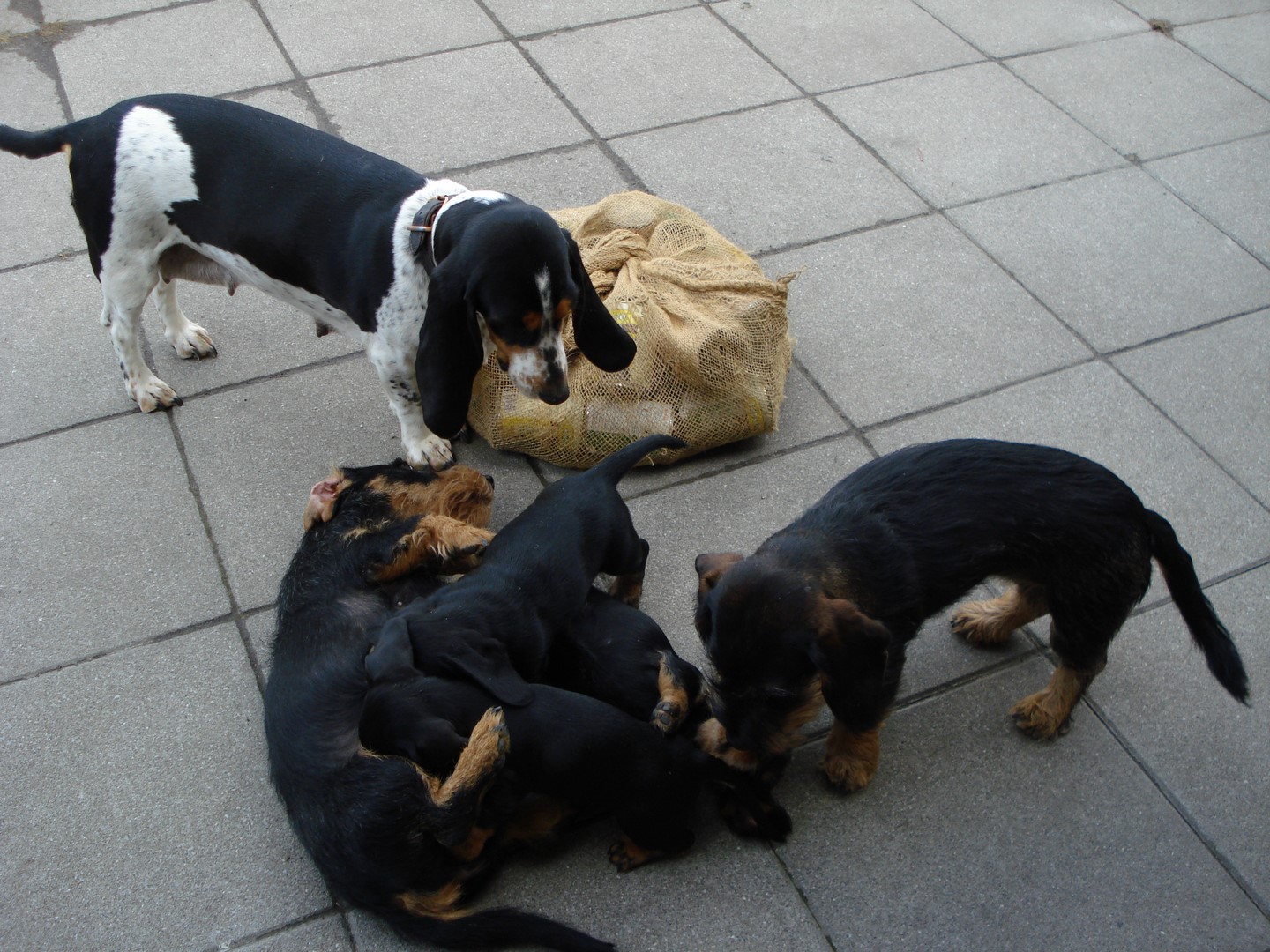 U Wurf 7 Wochen alt im Sand 024 (Kopie)