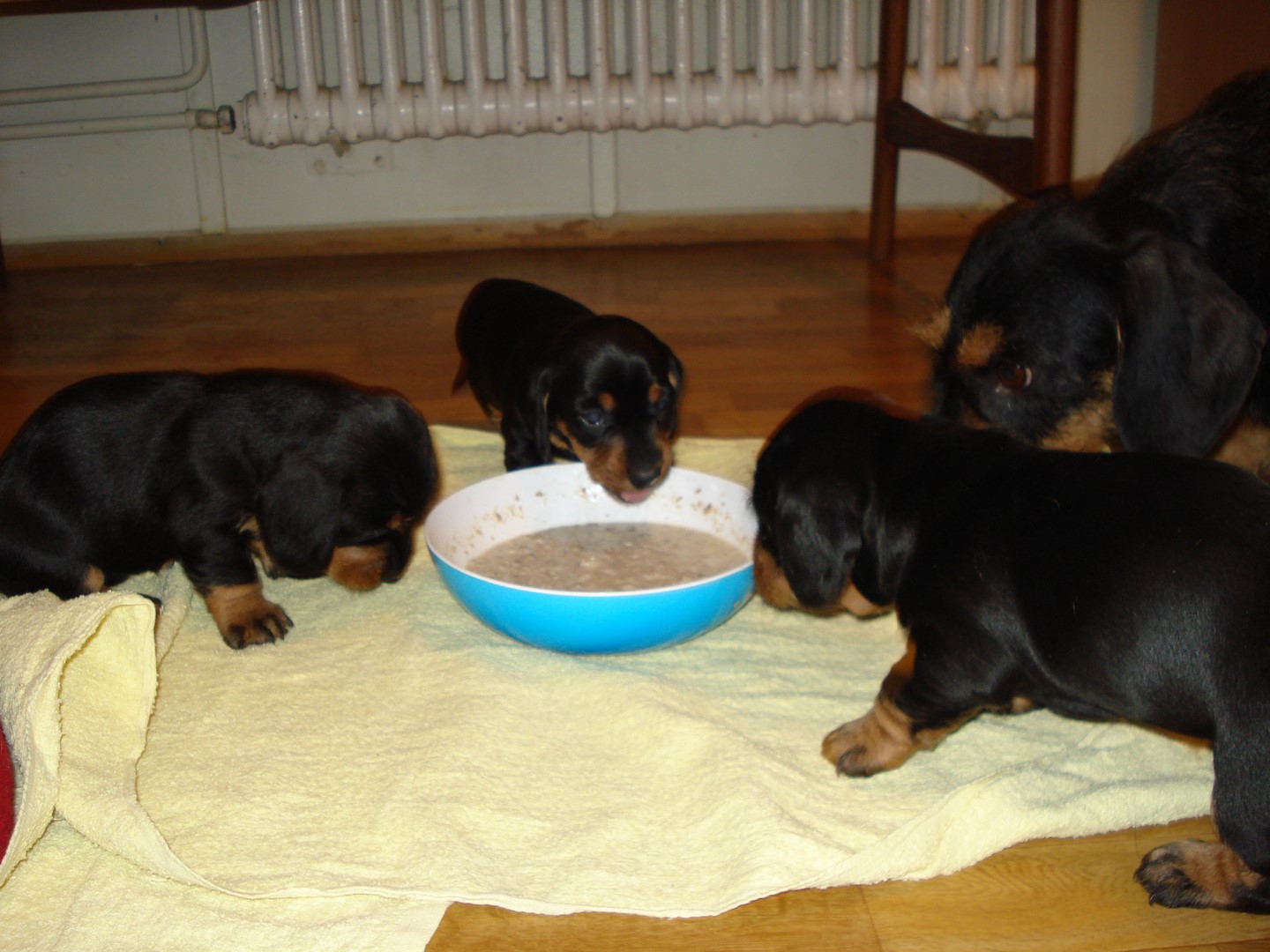 U Wurf erste Mahlzeit 003 (Kopie)