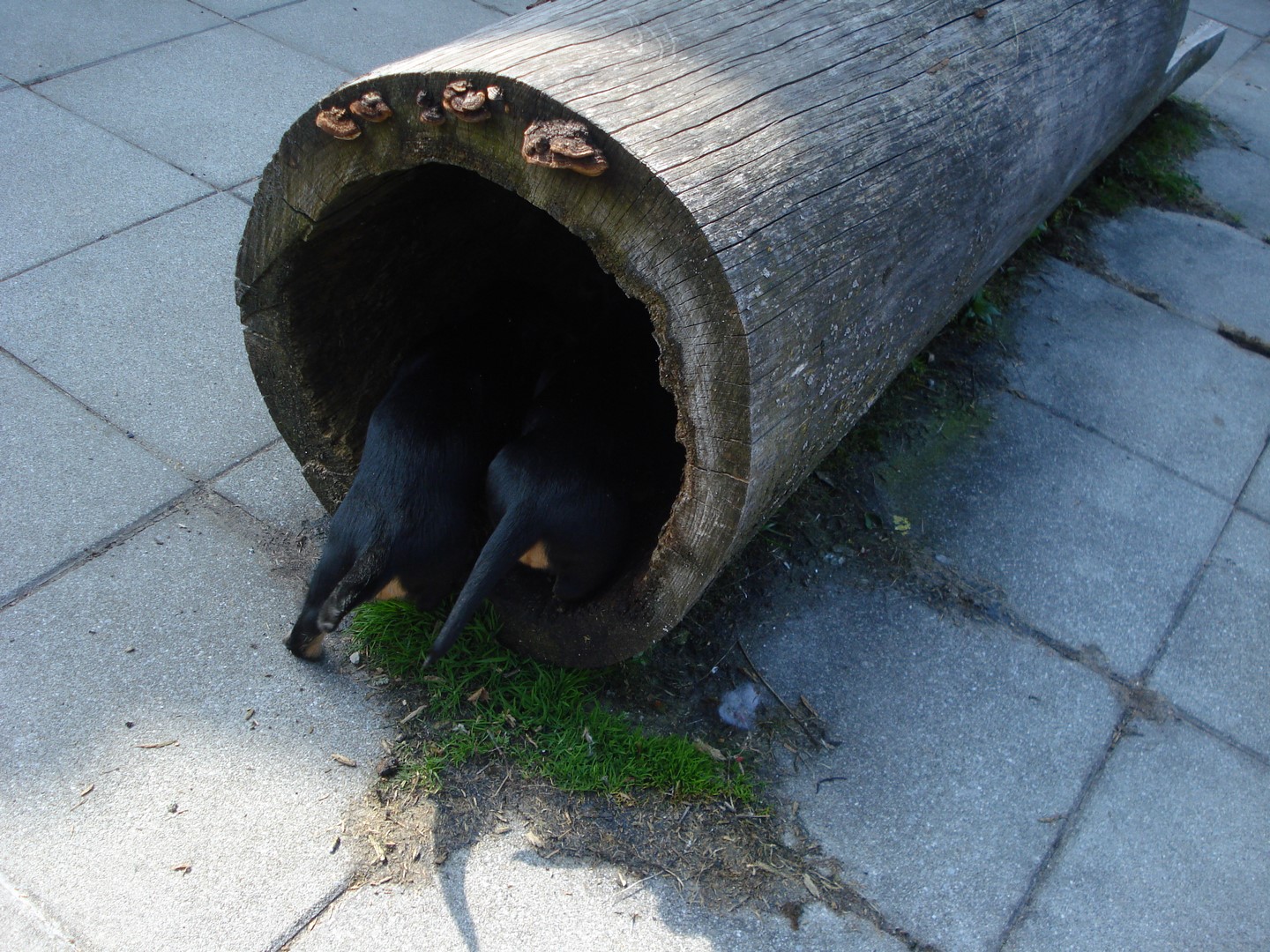 U Wurf 6 Wochen alt 003 (Kopie)