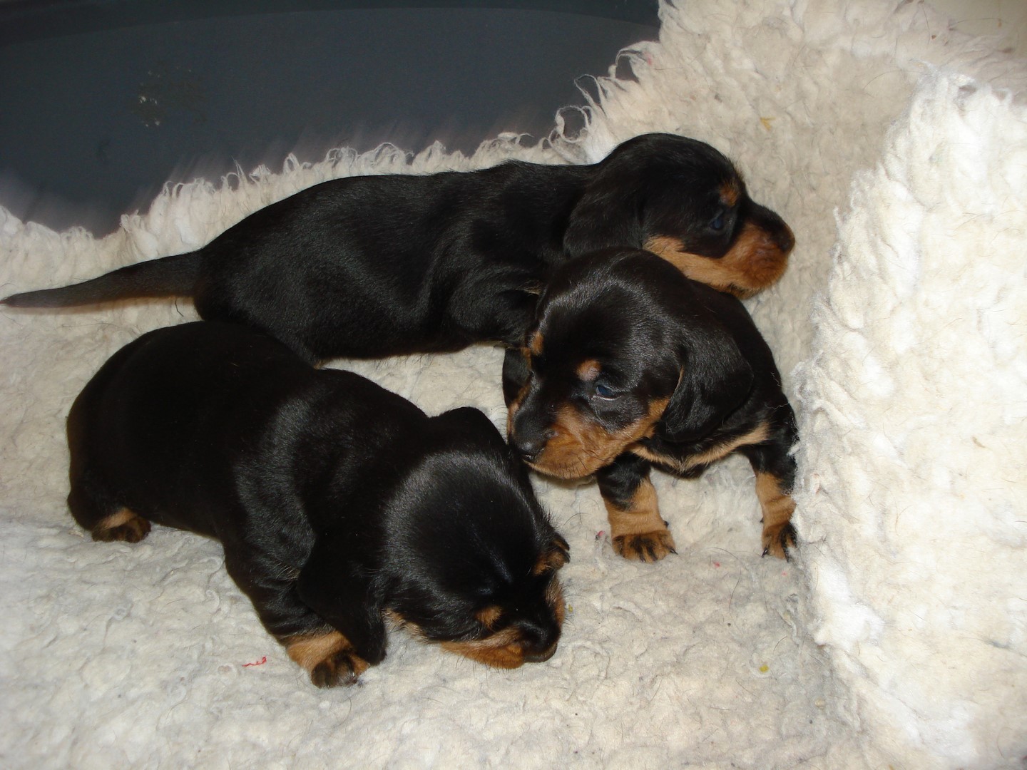 U Wurf 26 Tage alt 020 (Kopie)