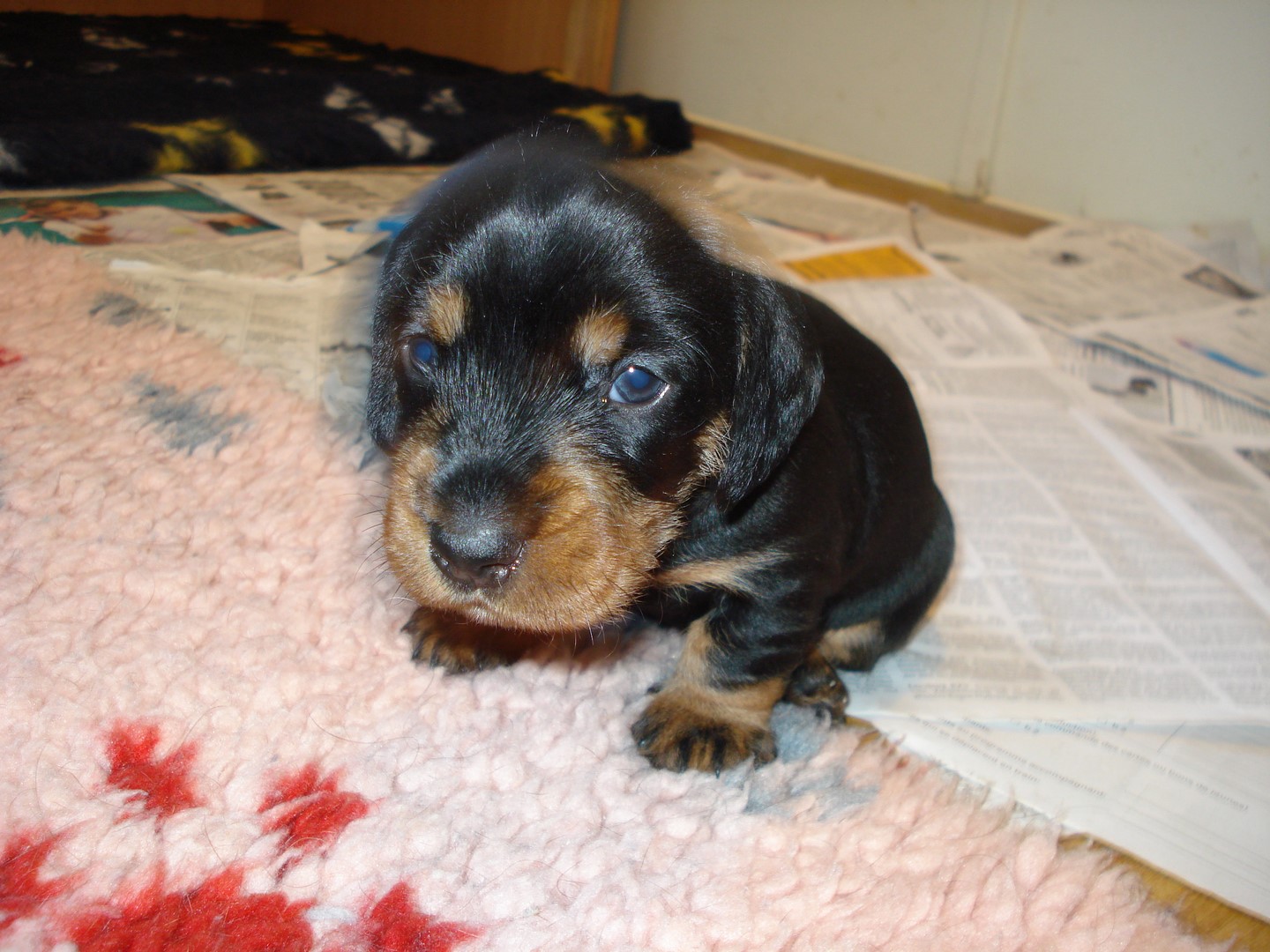 U Wurf 26 Tage alt 009 (Kopie)