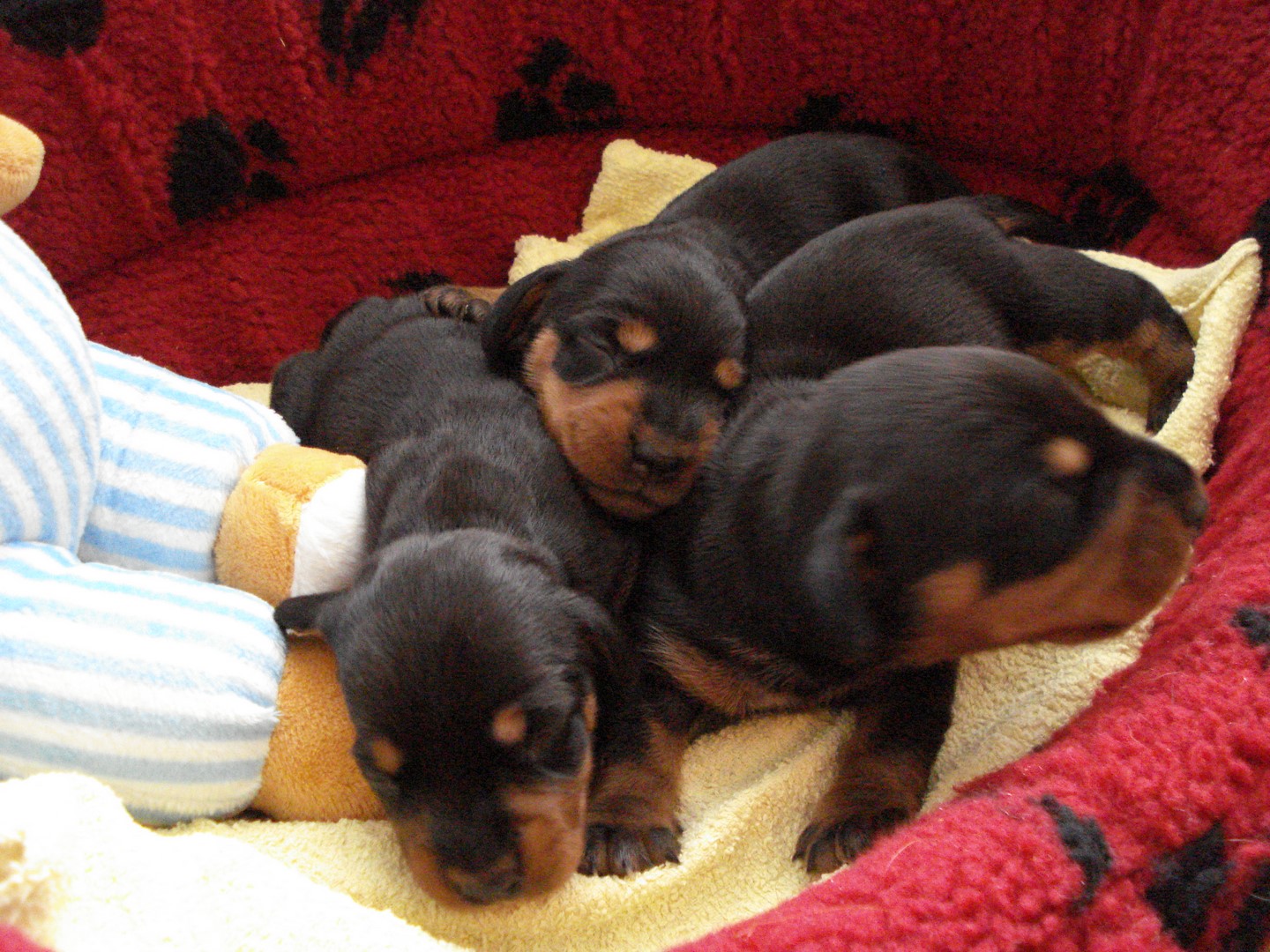 Rottis Welpen Tage alt 004 (Kopie)