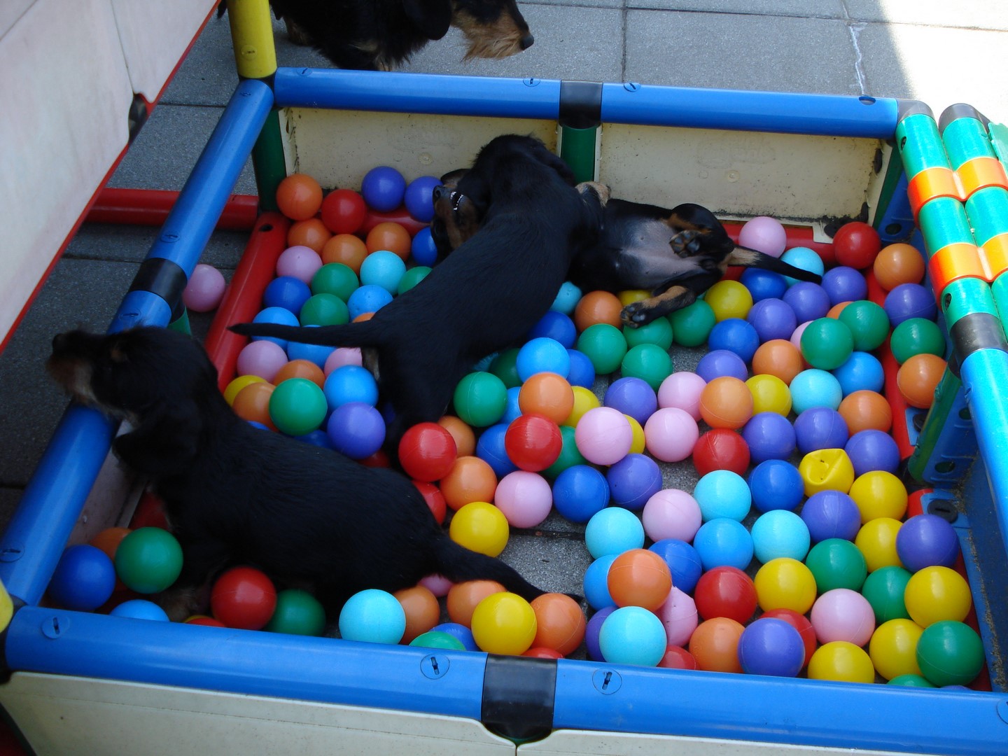 U Wurf 9 Wochen alt 004 (Kopie)