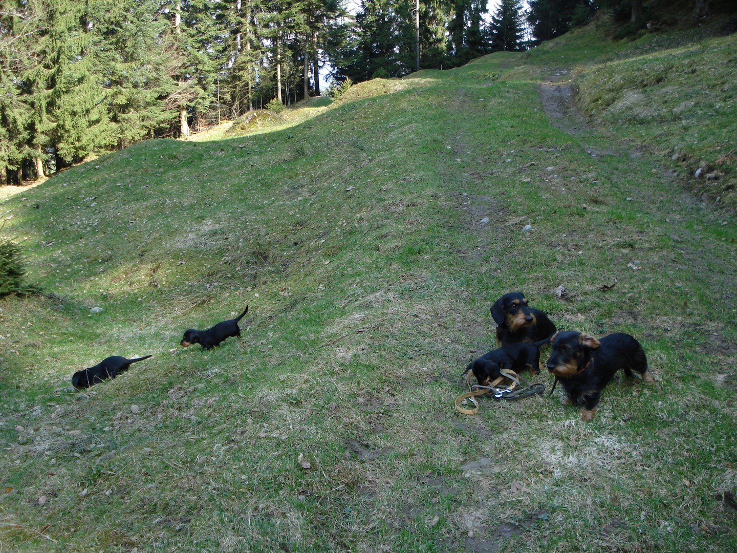 U Wurf  7 Wo alt im Revier Romooos 023 (Kopie)