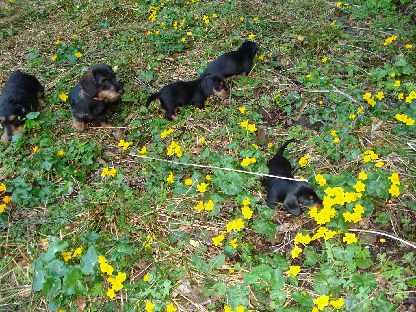 U Wurf  7 Wo alt im Revier Romooos 025 (Kopie)