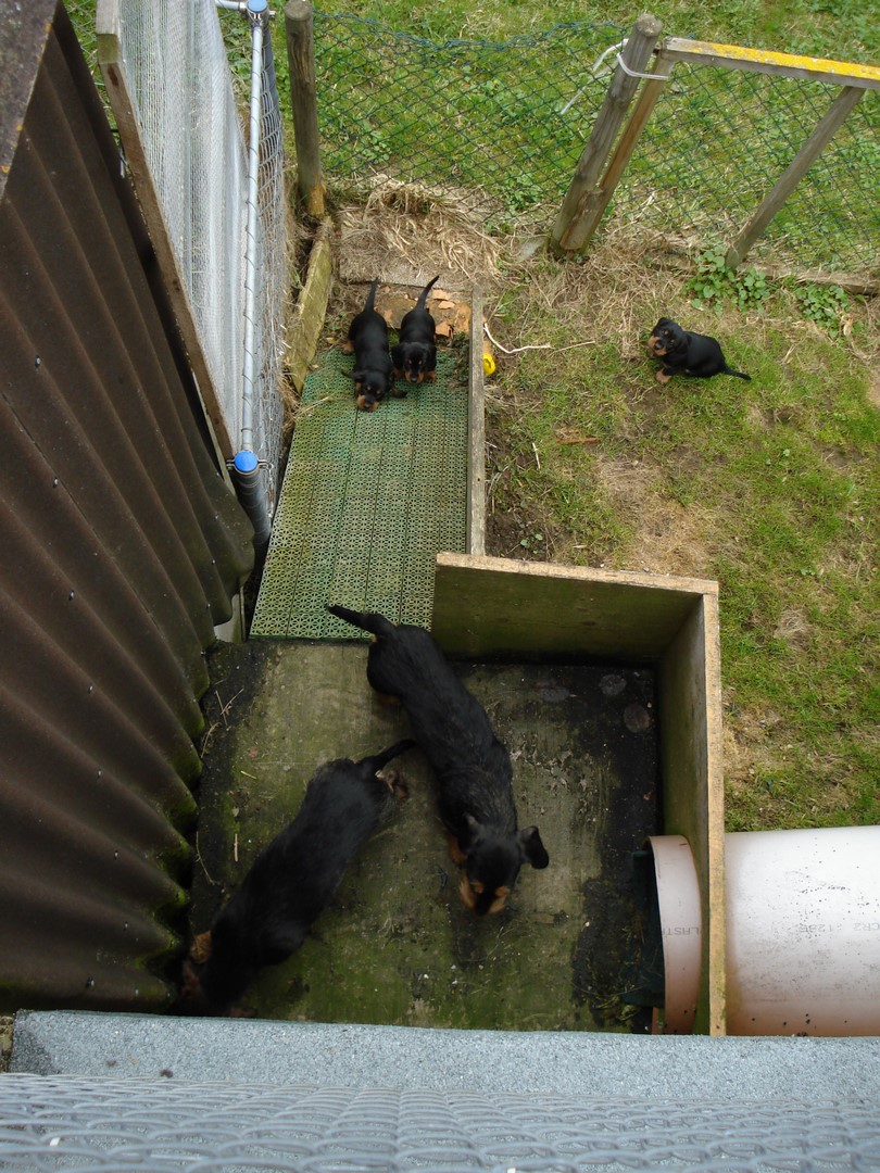 U Wurf 7 Wochen alt 015 (Kopie)