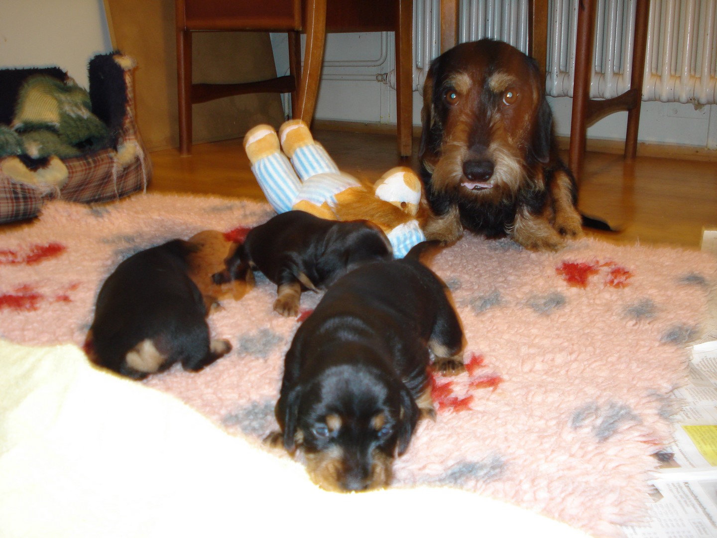 20.3.010  Hünlii wachsen 3 wo alt 012 (Kopie)