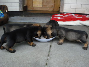 lena-s-welpen-4-wo-alt-002-