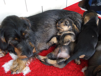 lena-s-welpen-4-wo-alt-006-