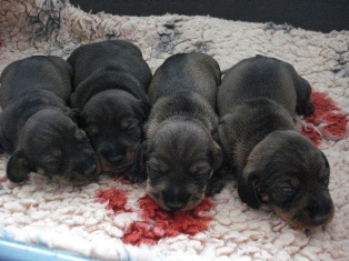 lenas welpen 10 tage alt 010