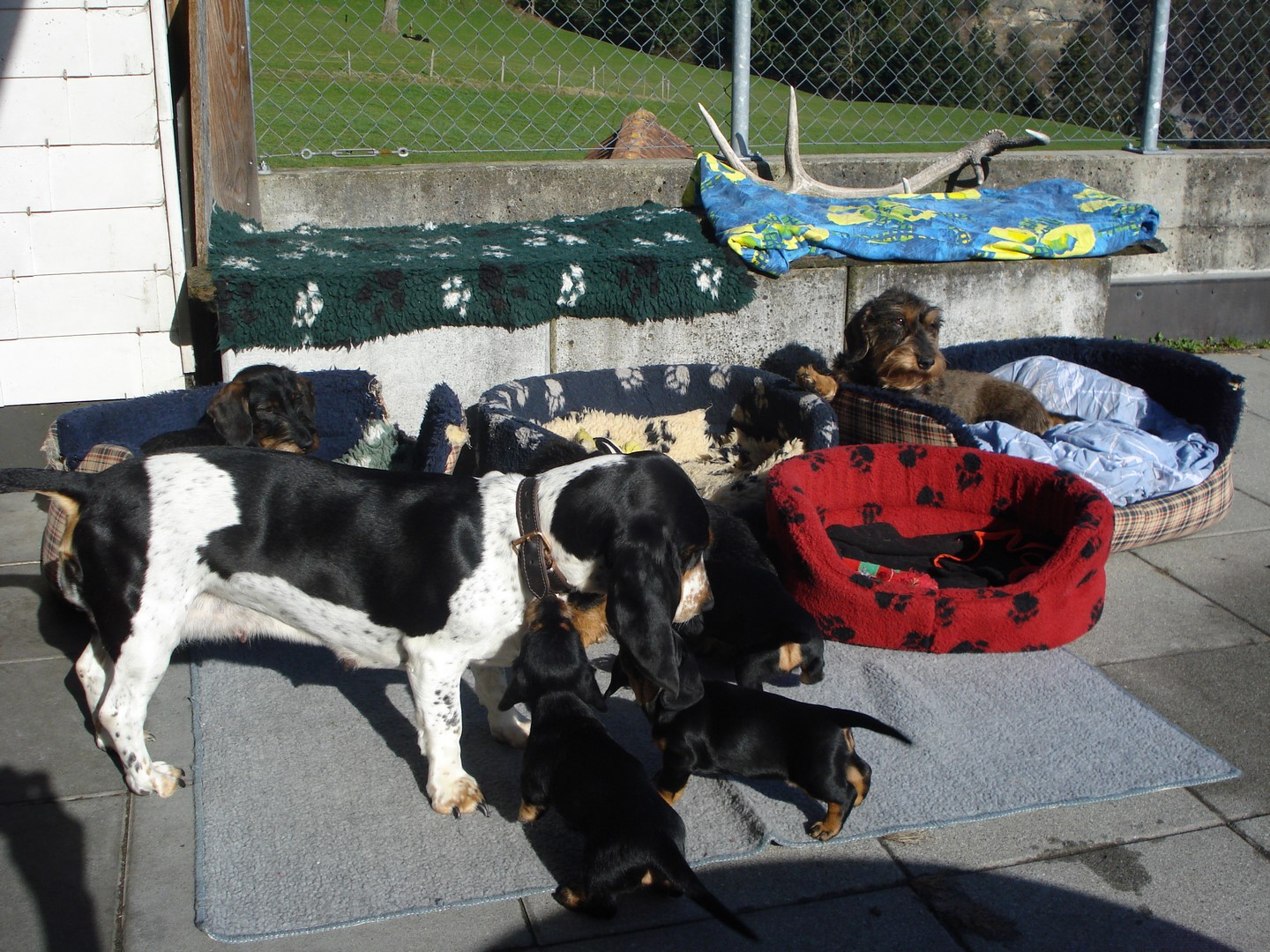 U Wurf  5 Wo Besuch von Cornelia Mutti und co 002 (Kopie)