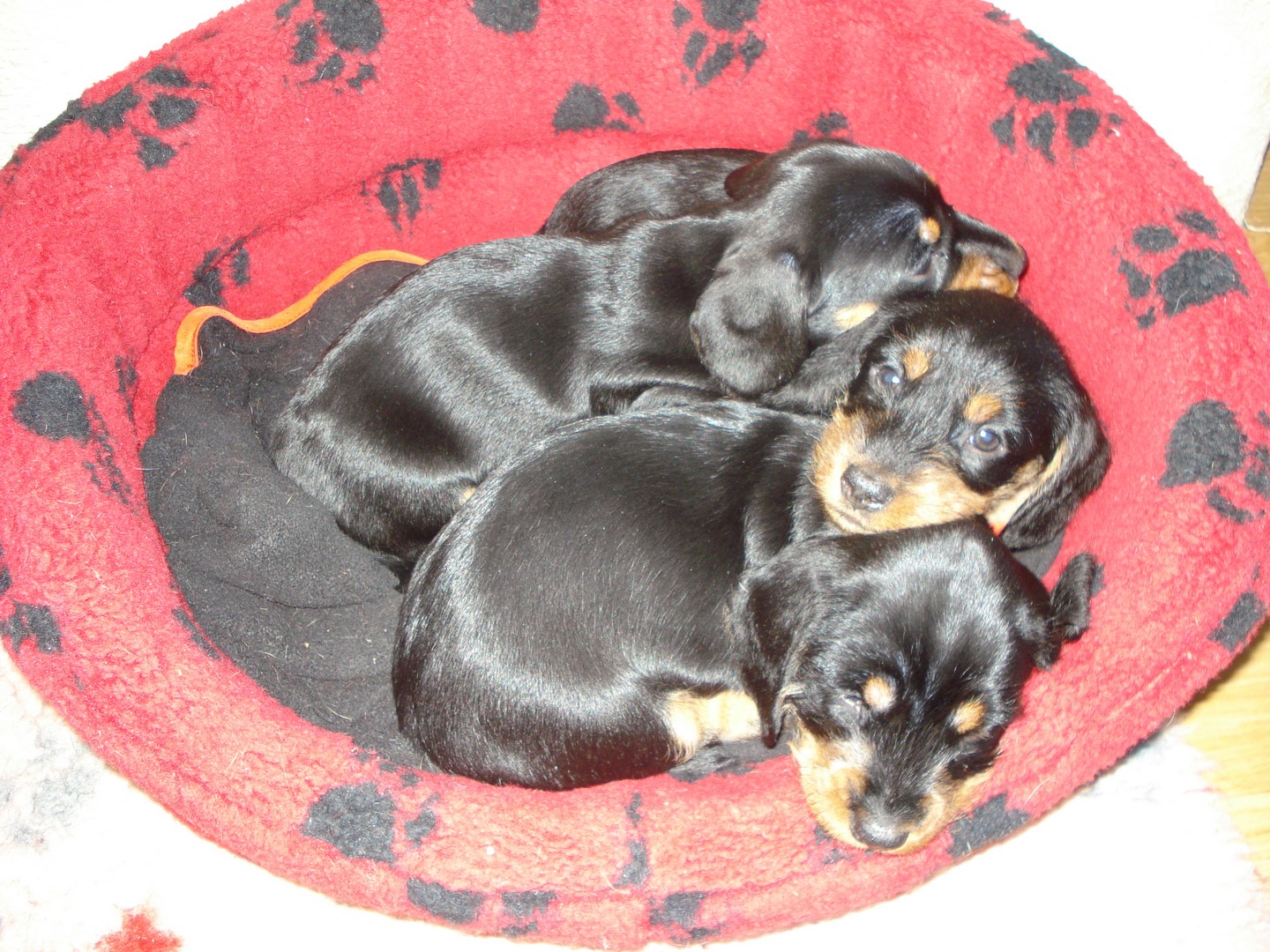 U Wurf schlafen 5 Wochen alt 002 (Kopie)