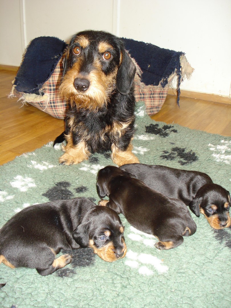 Rottis U Wurf erste Gehvesuche 005 (Kopie)