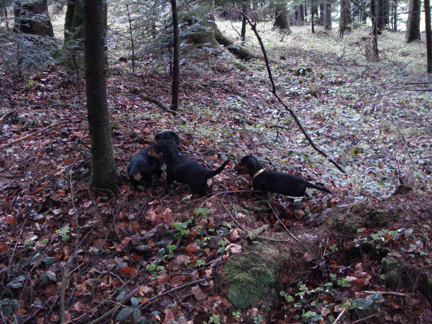 U Wurf 9 Wo im Revier 004 (Kopie)