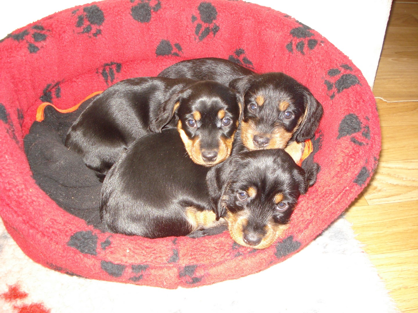 U Wurf schlafen 5 Wochen alt 001 (Kopie)