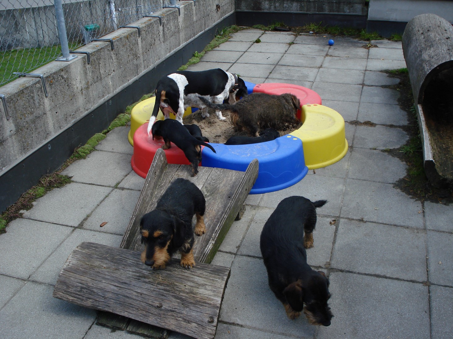 U Wurf 7 Wochen alt im Sand 015 (Kopie)