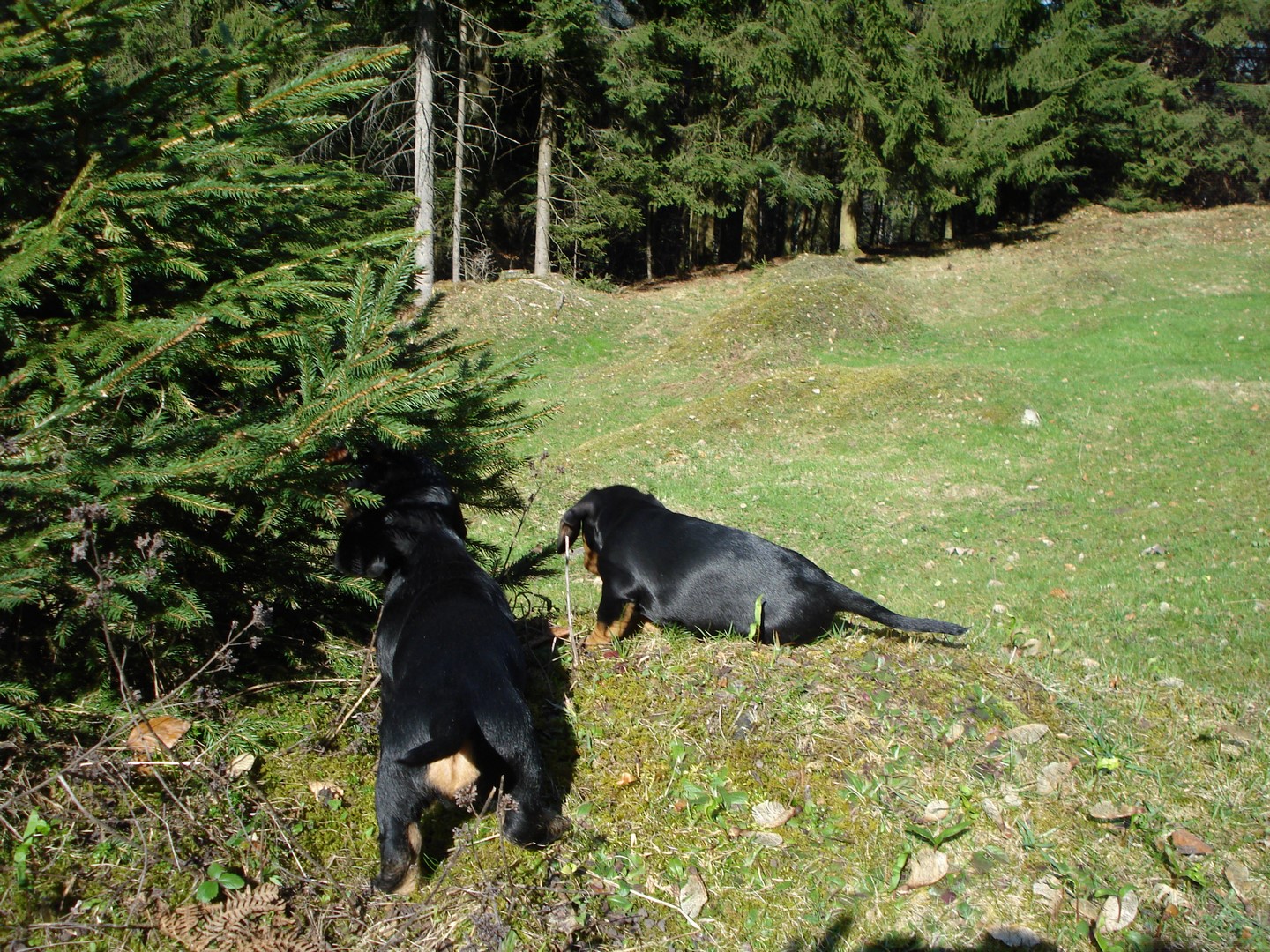 U Wurf  7 Wo alt im Revier Romooos 009 (Kopie)