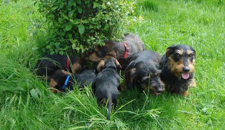 Xirbel s C Wurf ausflug nach Bettenhausen 10 5.15 010