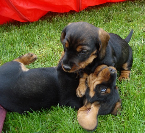 Xirbel s C Wurf 7 Wo allt 30.5.15 019