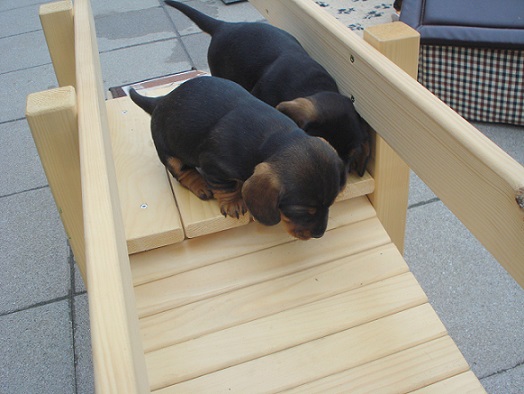 Xirbels C Wurf 5 Wo alt 19.4.15 004