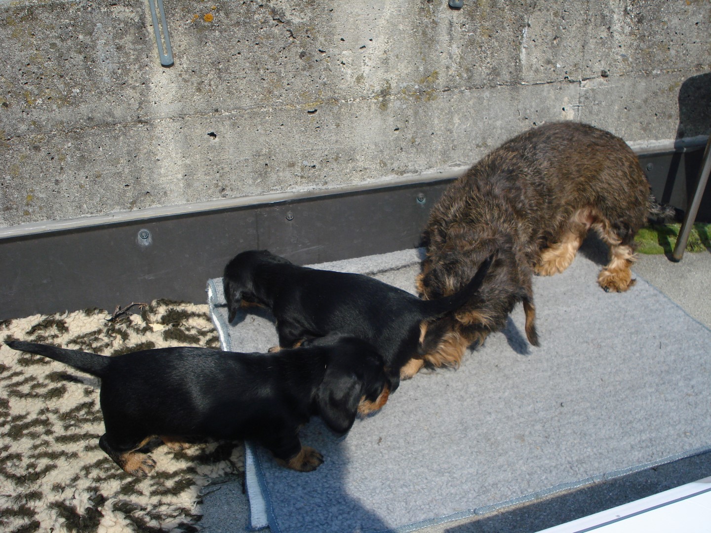 U Wurf 6 Wochen alt 011 (Kopie)