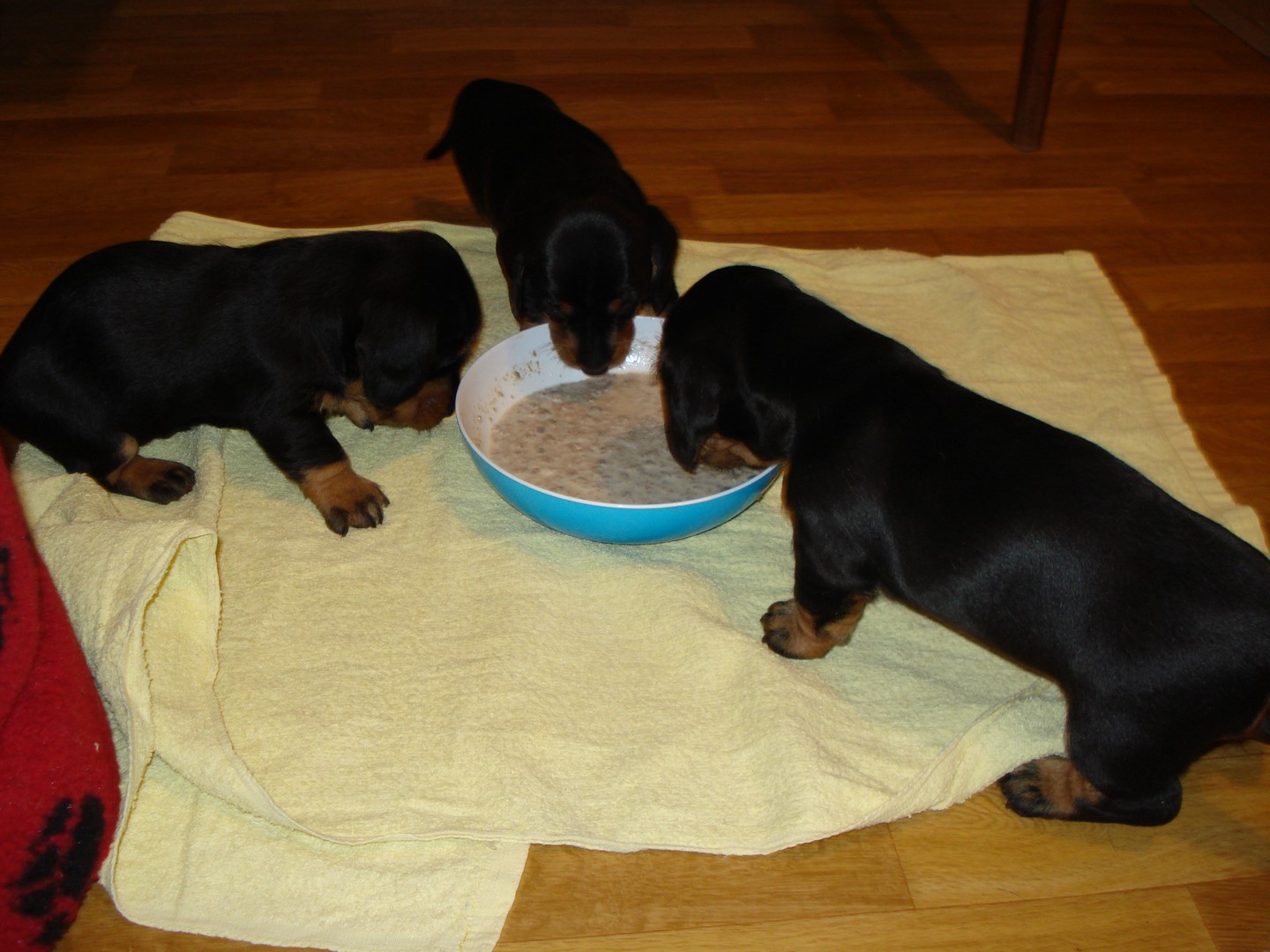 U Wurf erste Mahlzeit 001 (Kopie)