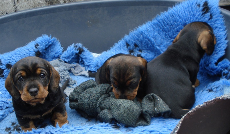 Xirbels C Wurf 5 Wo alt 19.4.15 019